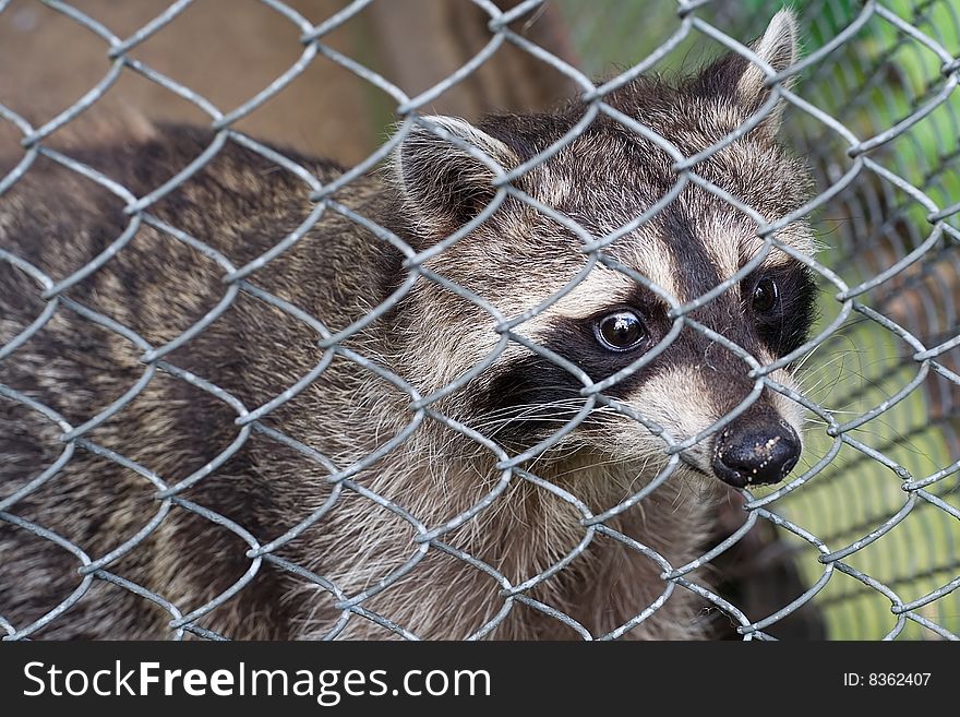 Sad raccoon (coon) in cage. Sad raccoon (coon) in cage