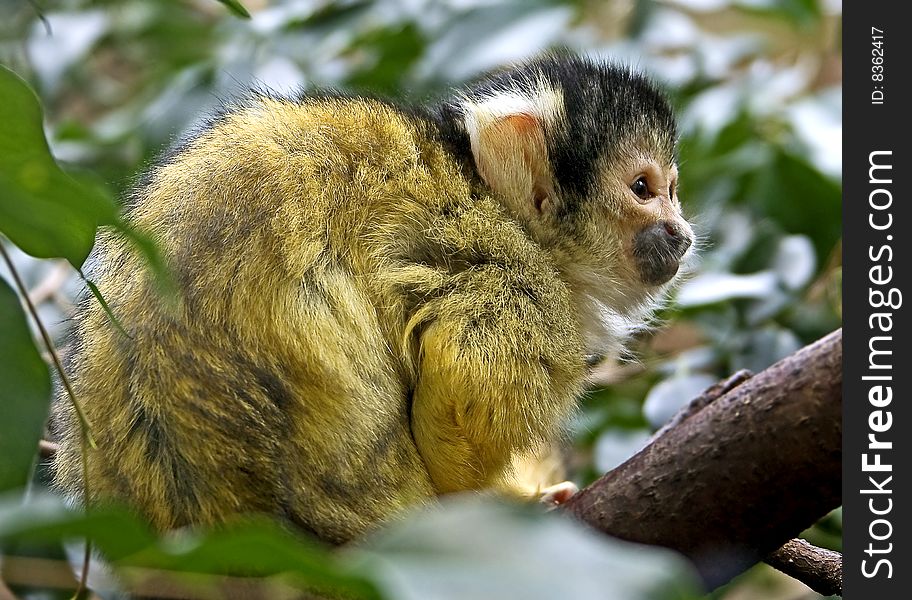 Common squirrel monkey. Latin name - Saimiri boliviensis. Common squirrel monkey. Latin name - Saimiri boliviensis