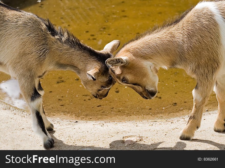 Beautiful brown and white goats playing on a farm.