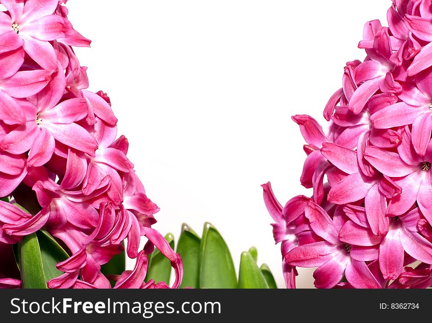 A close-up of hyacinth blossom