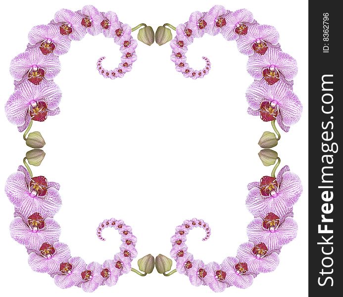 Pink orchid frame isolated on a white