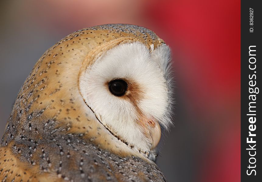 Portrait of a male Barn Owl