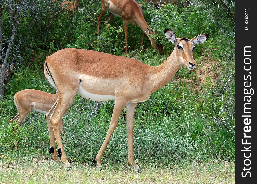 Female Impala antelope (Aepyceros Melampus) in the Kruger Park, South Africa. Female Impala antelope (Aepyceros Melampus) in the Kruger Park, South Africa.