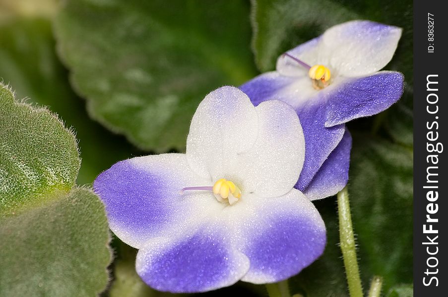A close look at beautiful purple blooms of Uzambarsky violet houseplant