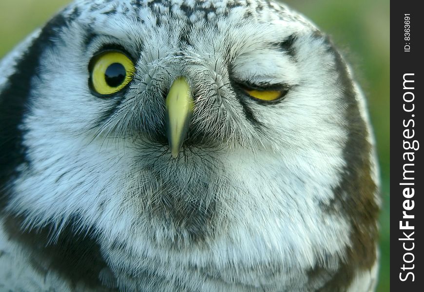 The portrait of the hawk owl.