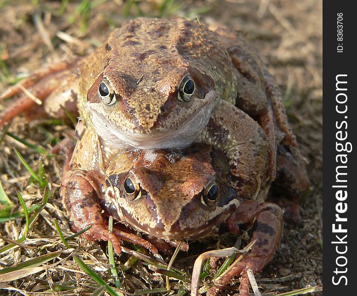 The two grass frogs in spring.