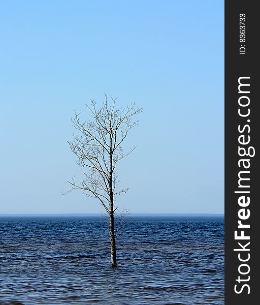 The single tree into a sea.