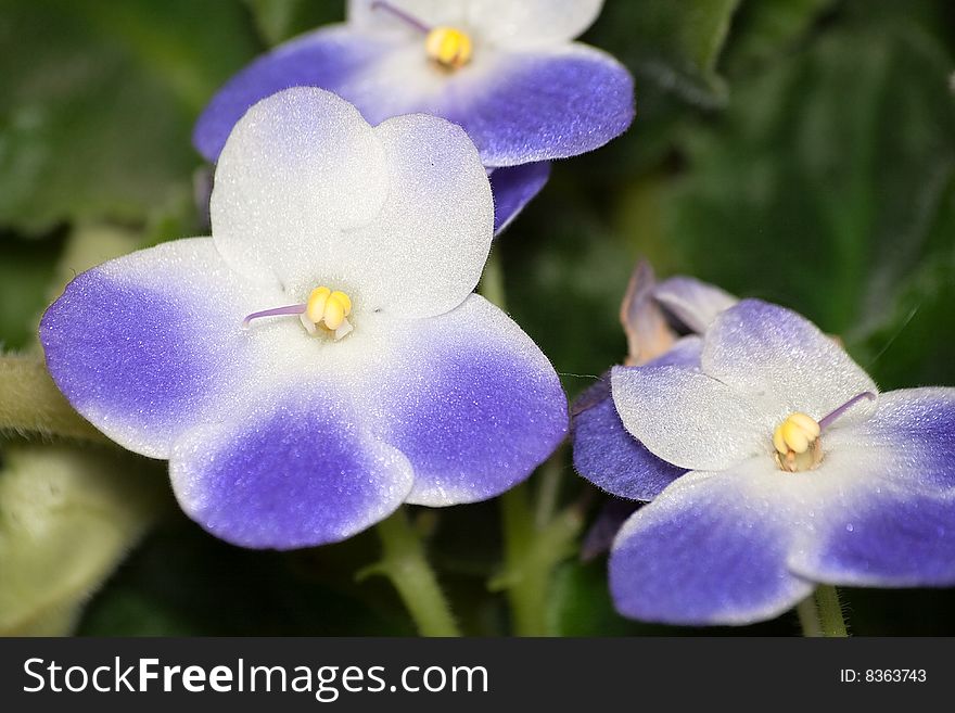 A close look at beautiful purple blooms of African violet houseplant. A close look at beautiful purple blooms of African violet houseplant