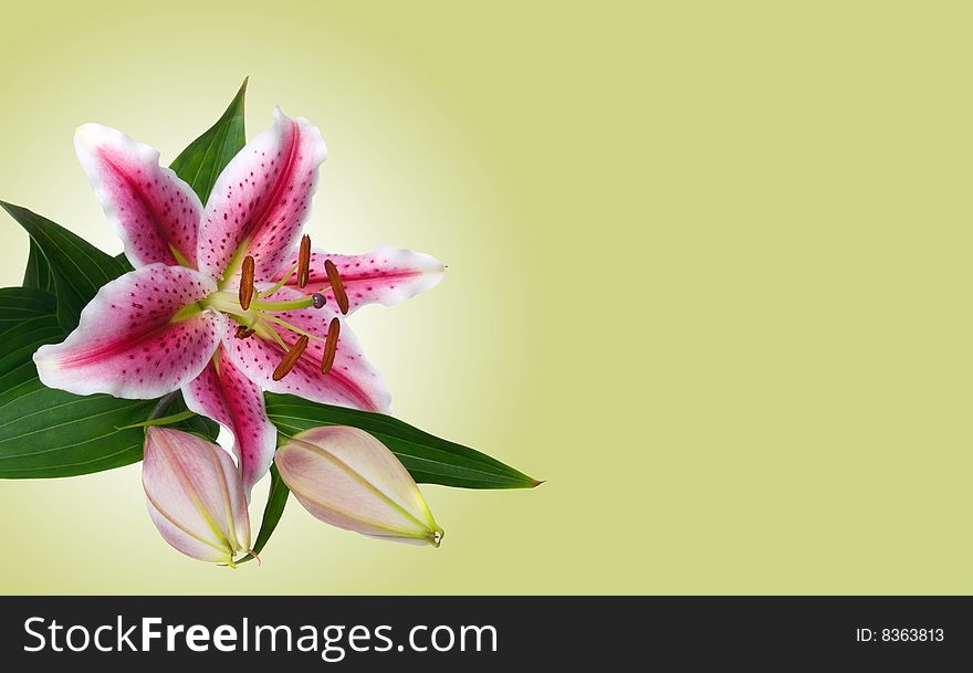 Lilies isolated on green background.