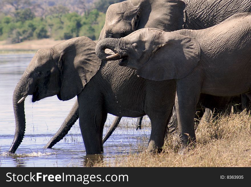 Group of elephants drinking from the Chobe River at Chobe National Park in Botswana, Africa. Group of elephants drinking from the Chobe River at Chobe National Park in Botswana, Africa