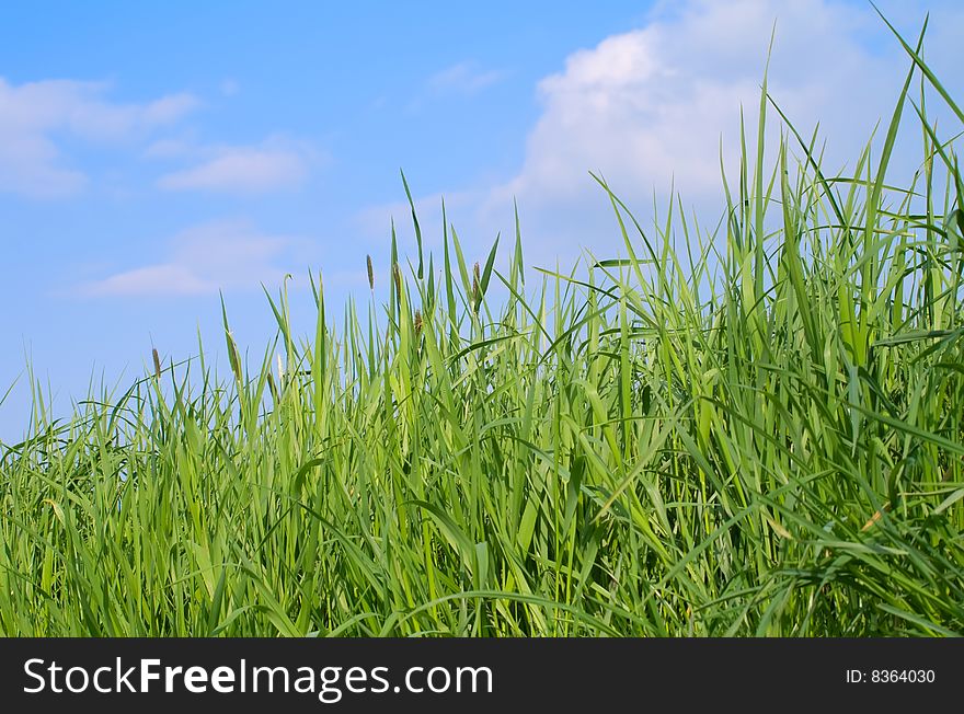 Green Grass And The Blue Spring Sky