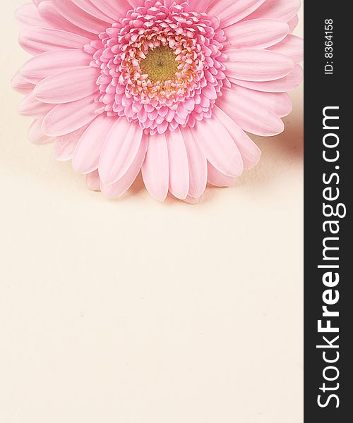 Close-up beautiful pink Gerber Daisy on structured paper