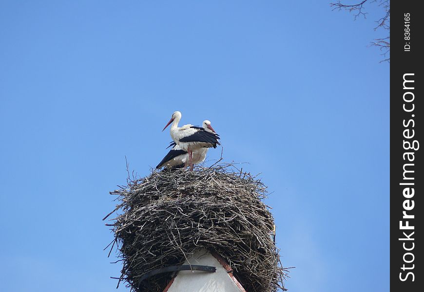 Stork family in the nest