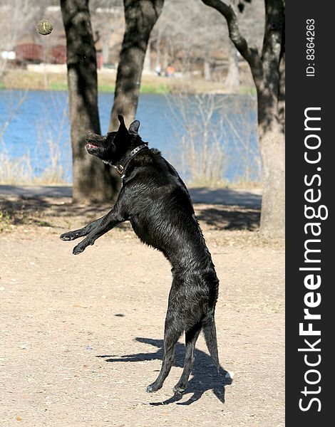 Black Labrador playing with a tennis ball at the park