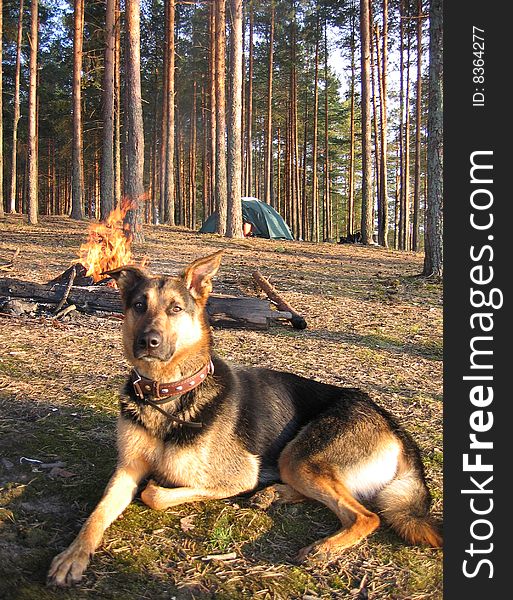 Dog near  the fire in the forest