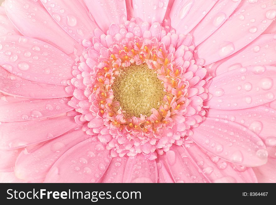 Close-up beautiful pink Gerber Daisy with drops of water