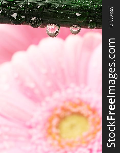 Beautiful pink Gerber Daisy in drops of water