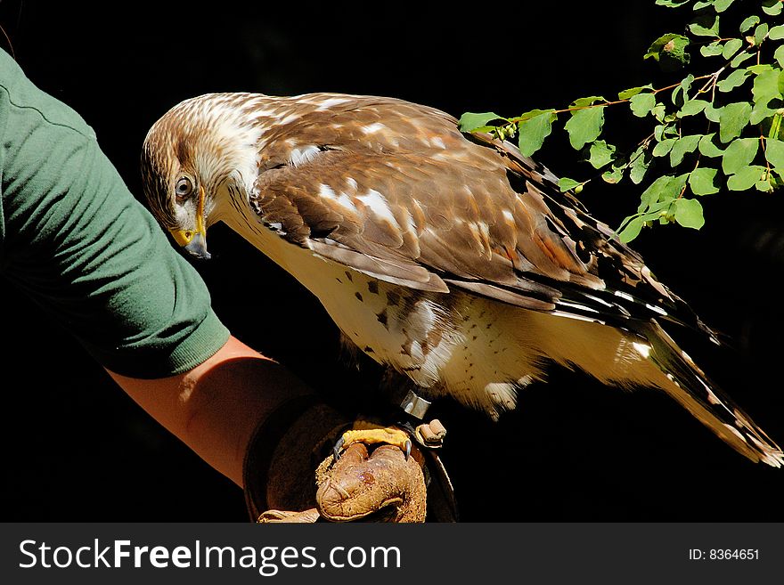 Portrait of the hawk on the hand with green leaves as background