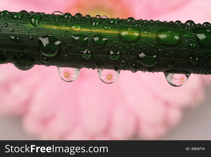 Beautiful pink Gerber Daisy in drops of water