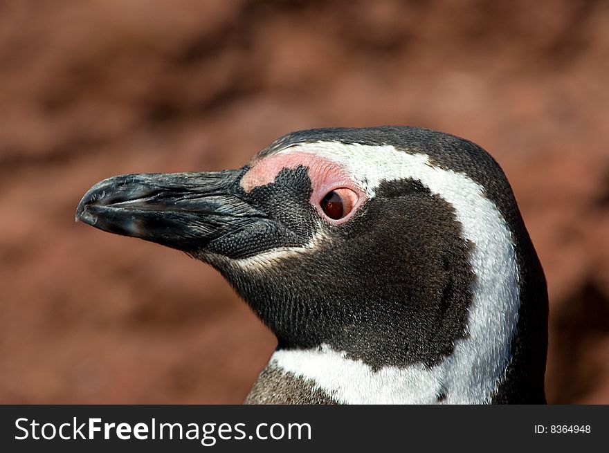 Magellanic Penguin In Punta Tombo, Patagonia.