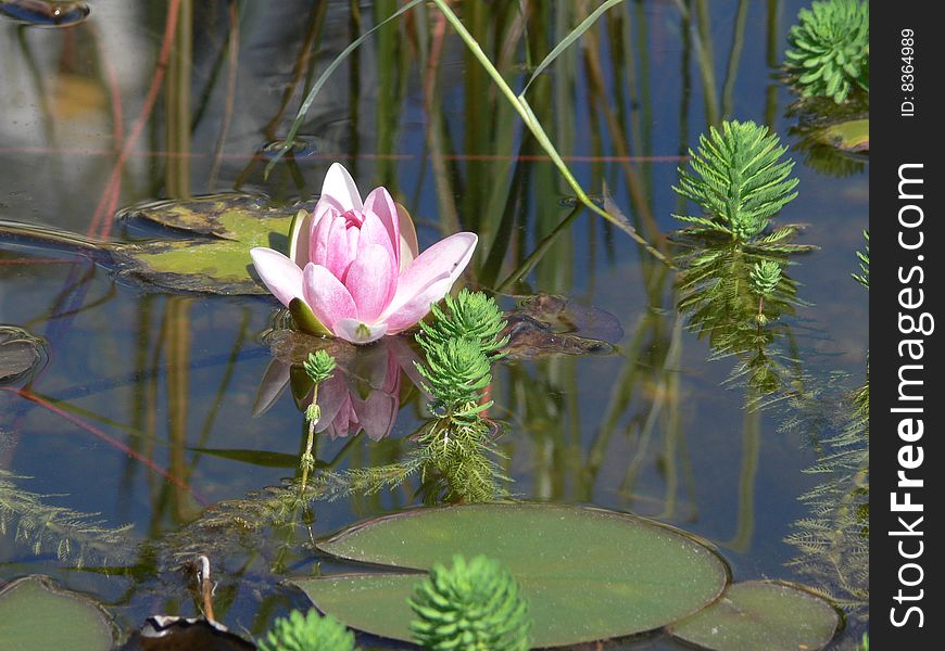 Lotus flower  on the lake