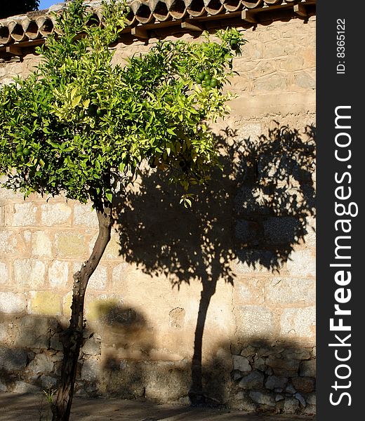 Lime  tree in front of a wall casting a shadow in a small Greek village. Lime  tree in front of a wall casting a shadow in a small Greek village