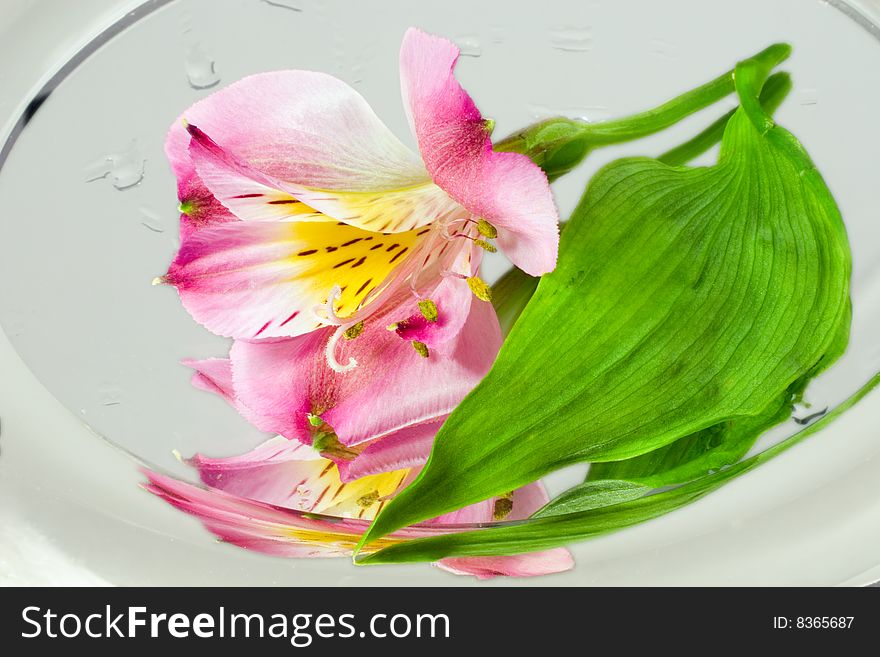 Beautiful flower resting on a mirror