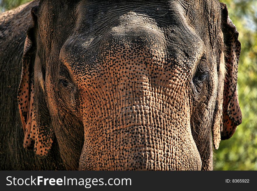 Brown Elephant with skin condition