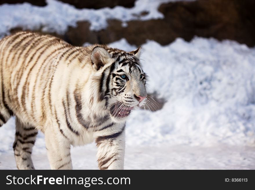 White tiger (panthera tigris altaica) on snow