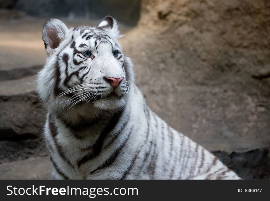 White tiger (panthera tigris altaica) with blue eyes