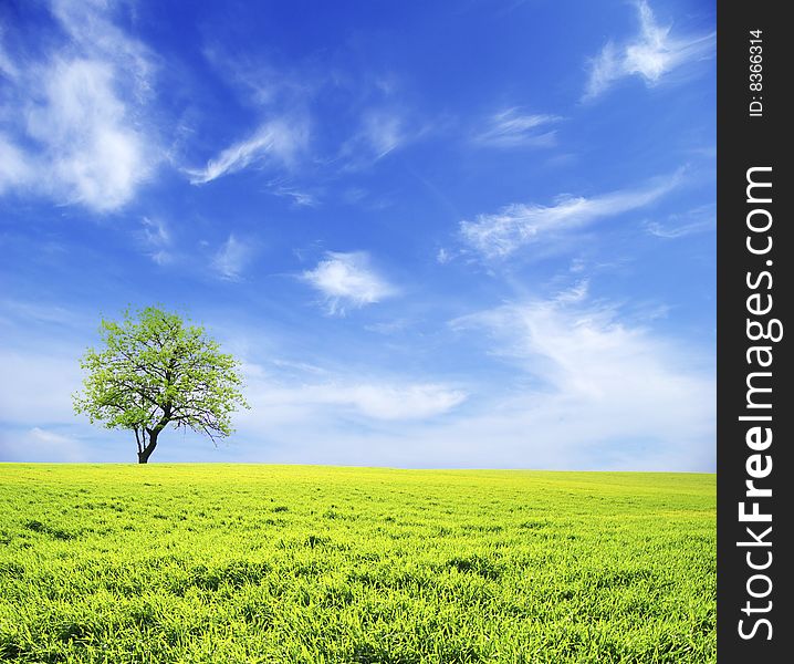 Field on a background of the blue sky