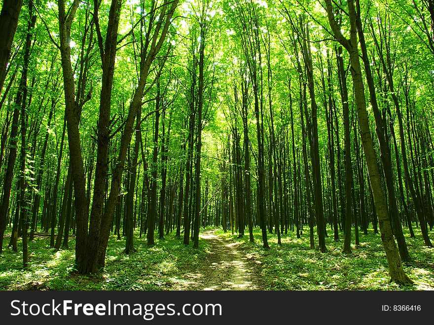 A path is in the green forest