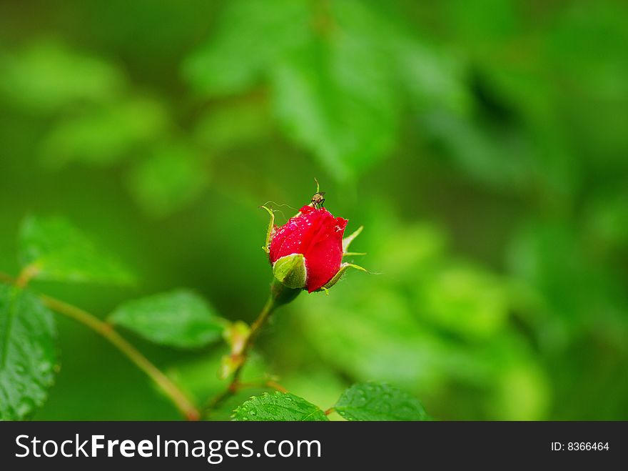 A close-up of a red rose