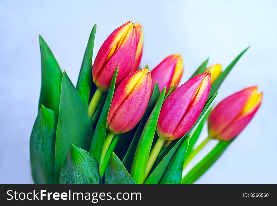 Bunch of tulips in pink color on blue background