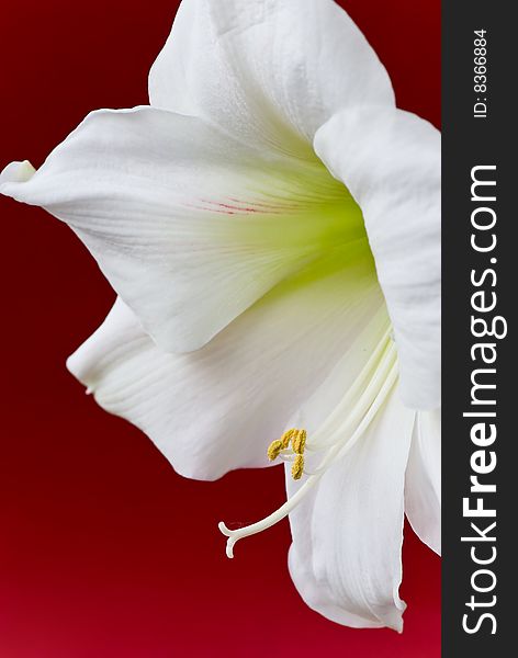 White Amaryllis- closeup shot on the red background.