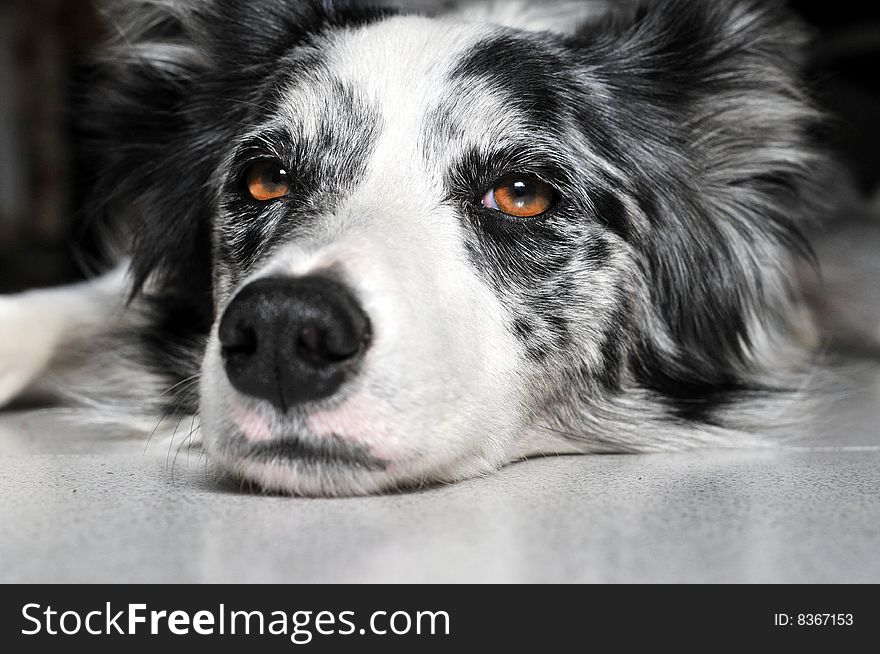 Border Collie dog laying on the ground staring. Border Collie dog laying on the ground staring