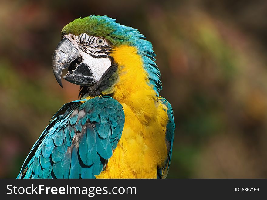 Yellow And Cyan Parrot