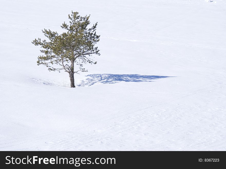One Pin tree in a field of snow. One Pin tree in a field of snow
