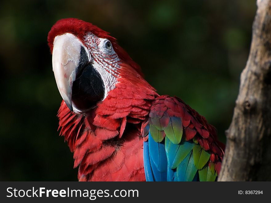 Portrait of colorful red parrot