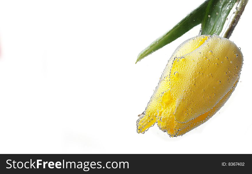 Yellow tulip with bubblies on petals at white background