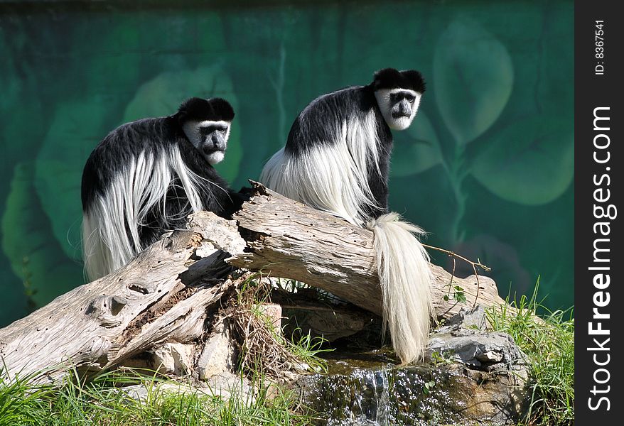 Two colobus monkey sitting on the log. Two colobus monkey sitting on the log