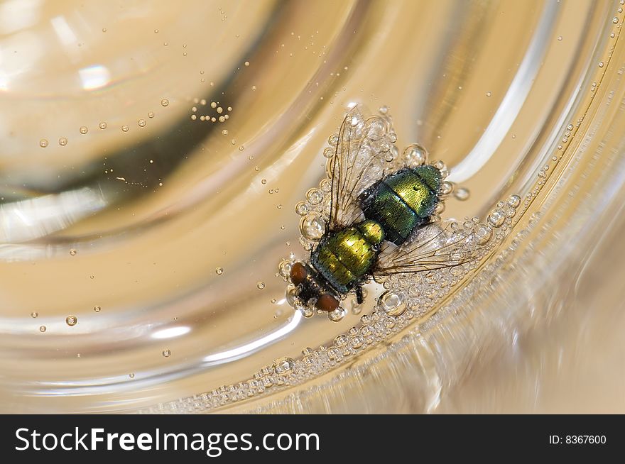 Close up of a fly swimming in a glass of champagne. Close up of a fly swimming in a glass of champagne
