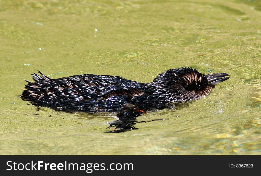 Fairy Penguin swimming in a pond