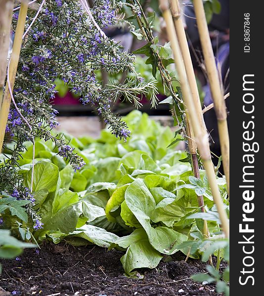 Typical basil from Genoa Pra' principal ingredient to prepare pesto sauce