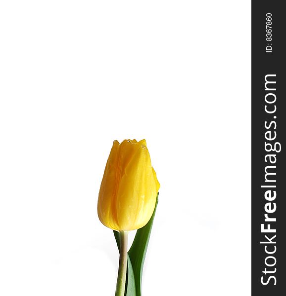 Beautiful yellow tulip islated at white background