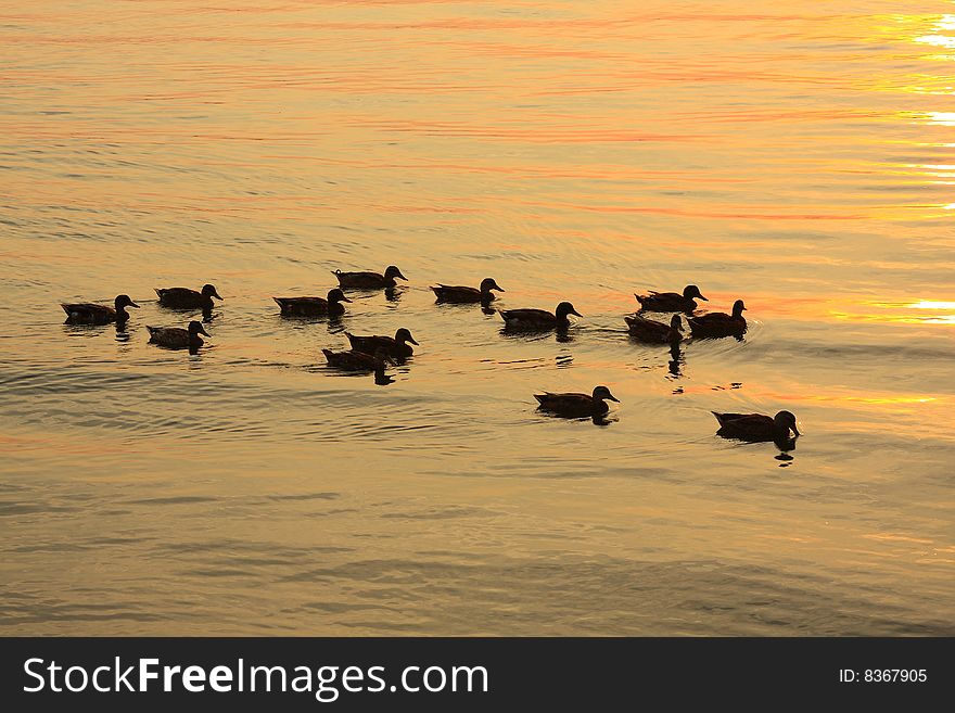 Duck sunset