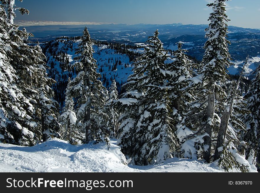 Ski slope in spruce on the snow mountain in sunny winter day. Ski slope in spruce on the snow mountain in sunny winter day