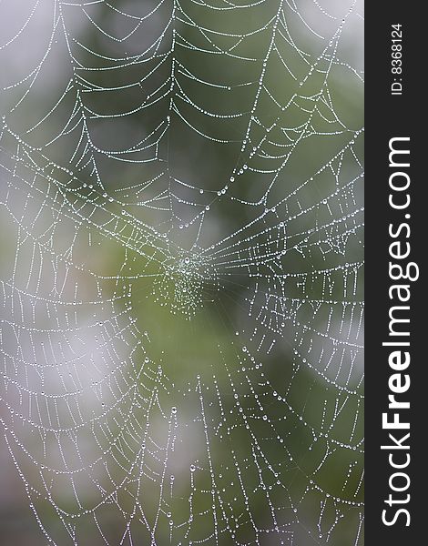 A spider web covered in morning dew