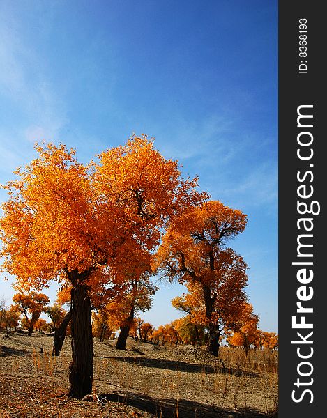 Golden populus (Populus diversifolia Schrenkin) in the desert of Singkiang,China. Golden populus (Populus diversifolia Schrenkin) in the desert of Singkiang,China