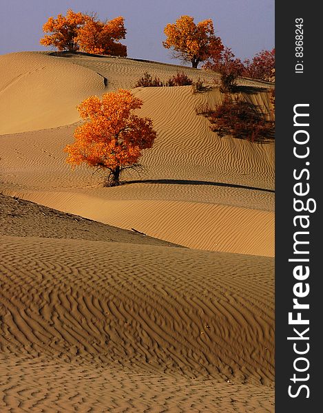 Golden populus (Populus diversifolia Schrenkin) in the desert of Singkiang,China. Golden populus (Populus diversifolia Schrenkin) in the desert of Singkiang,China